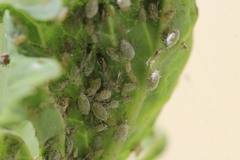 Brevicoryne brassicae