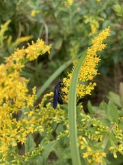 Ceropales bipunctata