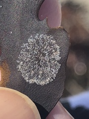 Membranipora membranacea