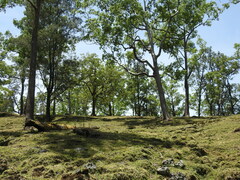 Eucalyptus urophylla