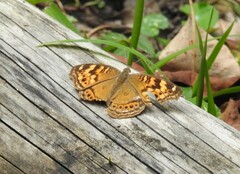 Junonia erigone