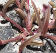 Tripogandra angustifolia