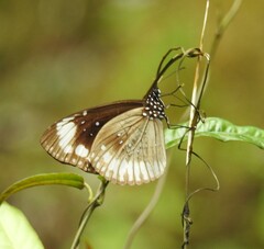 Euploea algea
