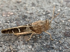Leprus