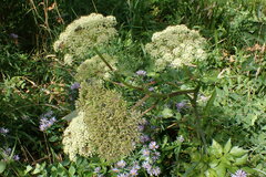 Angelica lucida