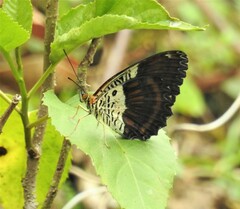 Cethosia lamarckii