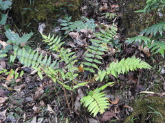 Diplazium bantamense