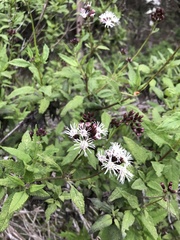 Aristeguietia salvia