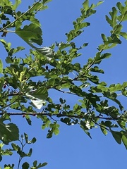 Morus alba