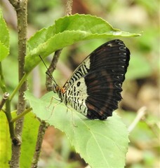Cethosia lamarckii