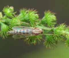 Chironomidae