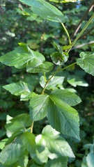 Physocarpus opulifolius