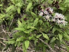 Aristeguietia salvia