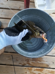 Ambloplites rupestris