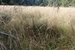 Deschampsia cespitosa