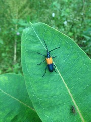 Desmocerus palliatus