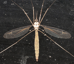 Tipula sayi