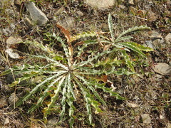 Cirsium hookerianum