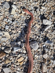 Masticophis flagellum testaceus