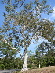 Eucalyptus alba