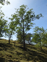 Eucalyptus urophylla