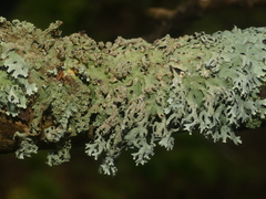 Hypotrachyna croceopustulata