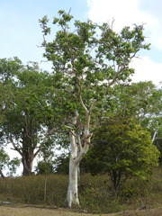 Eucalyptus alba