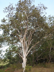 Eucalyptus alba