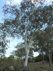 Eucalyptus alba