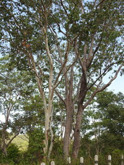 Eucalyptus alba