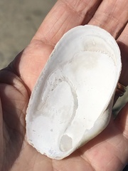 Platyodon cancellatus