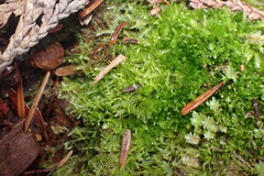 Marchantiophyta