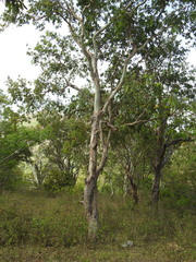 Eucalyptus alba