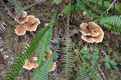 Hydnellum aurantiacum