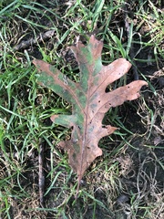 Quercus alba