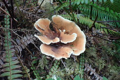 Hydnellum aurantiacum