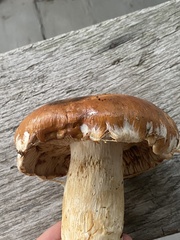 Agaricineae