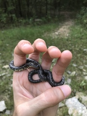 Lampropeltis nigra