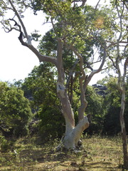 Eucalyptus alba