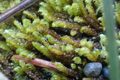 Scleropodium obtusifolium