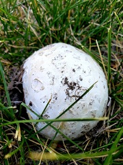 Calvatia booniana