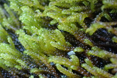 Scleropodium obtusifolium