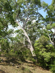 Eucalyptus alba