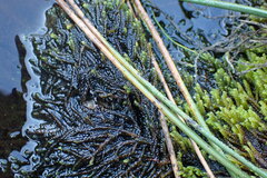 Scleropodium obtusifolium