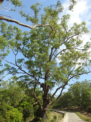 Eucalyptus urophylla