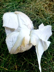 Calvatia booniana