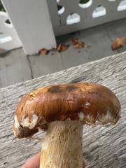 Agaricineae