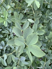Baptisia