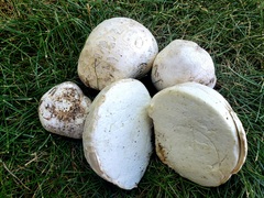 Calvatia booniana