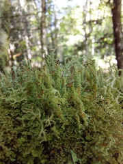 Cladonia cenotea